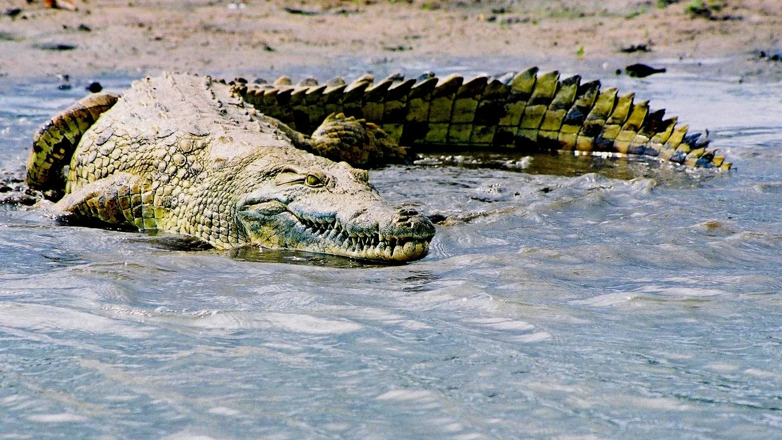 El Cocodrilo | Delta Mascota