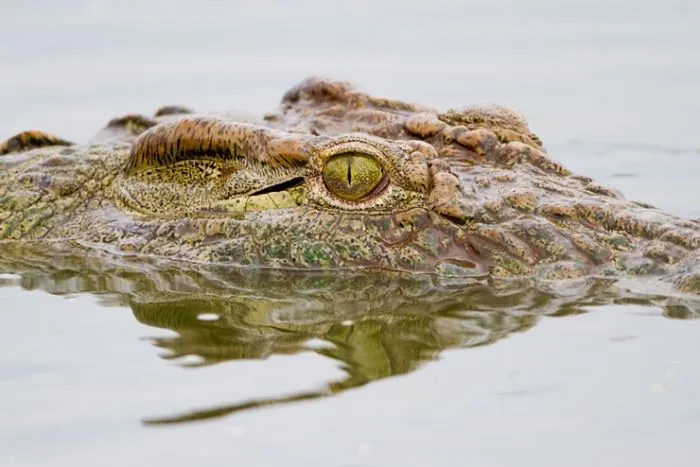 Cocodrilo del Nilo - Wiki Reino Animalia