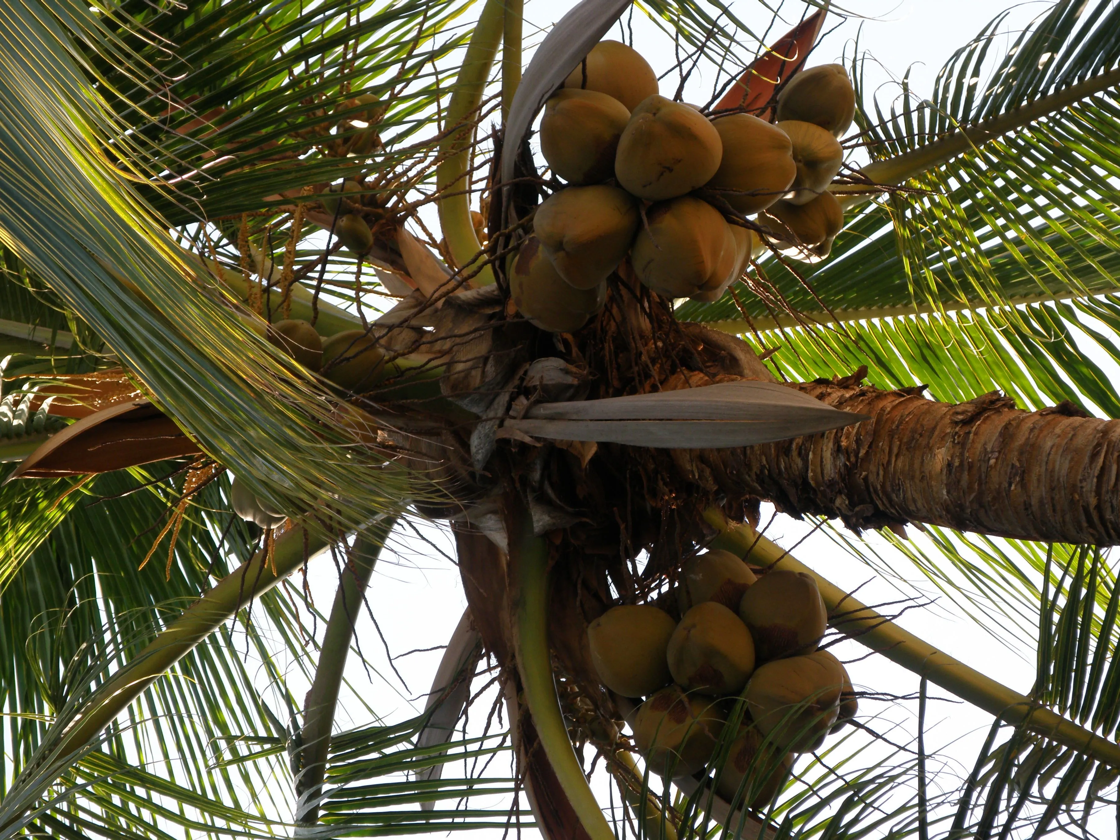 Palmeras cocos - Imagui