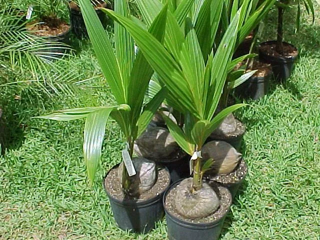 Cocos nucifera