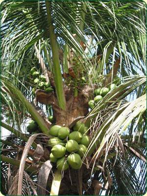 Cocos-nucifera-2 | Hwaairfan's Blog