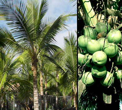 COCOS NUCIFERA