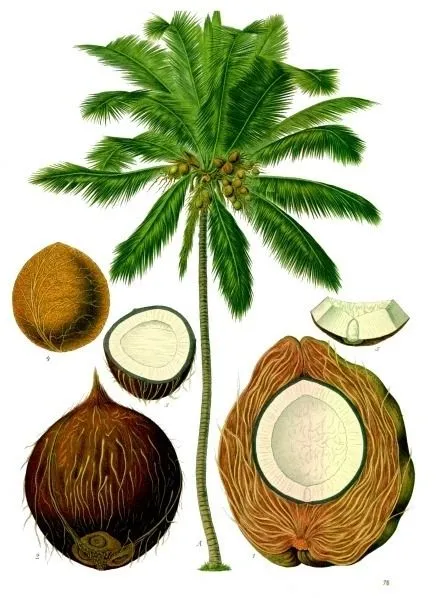 cocos nucifera | Tumblr