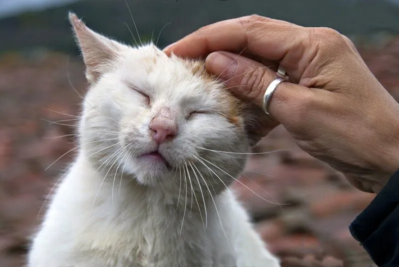 Coctelera Del Sábado: ¿Qué significa el ronroneo de los gatos?