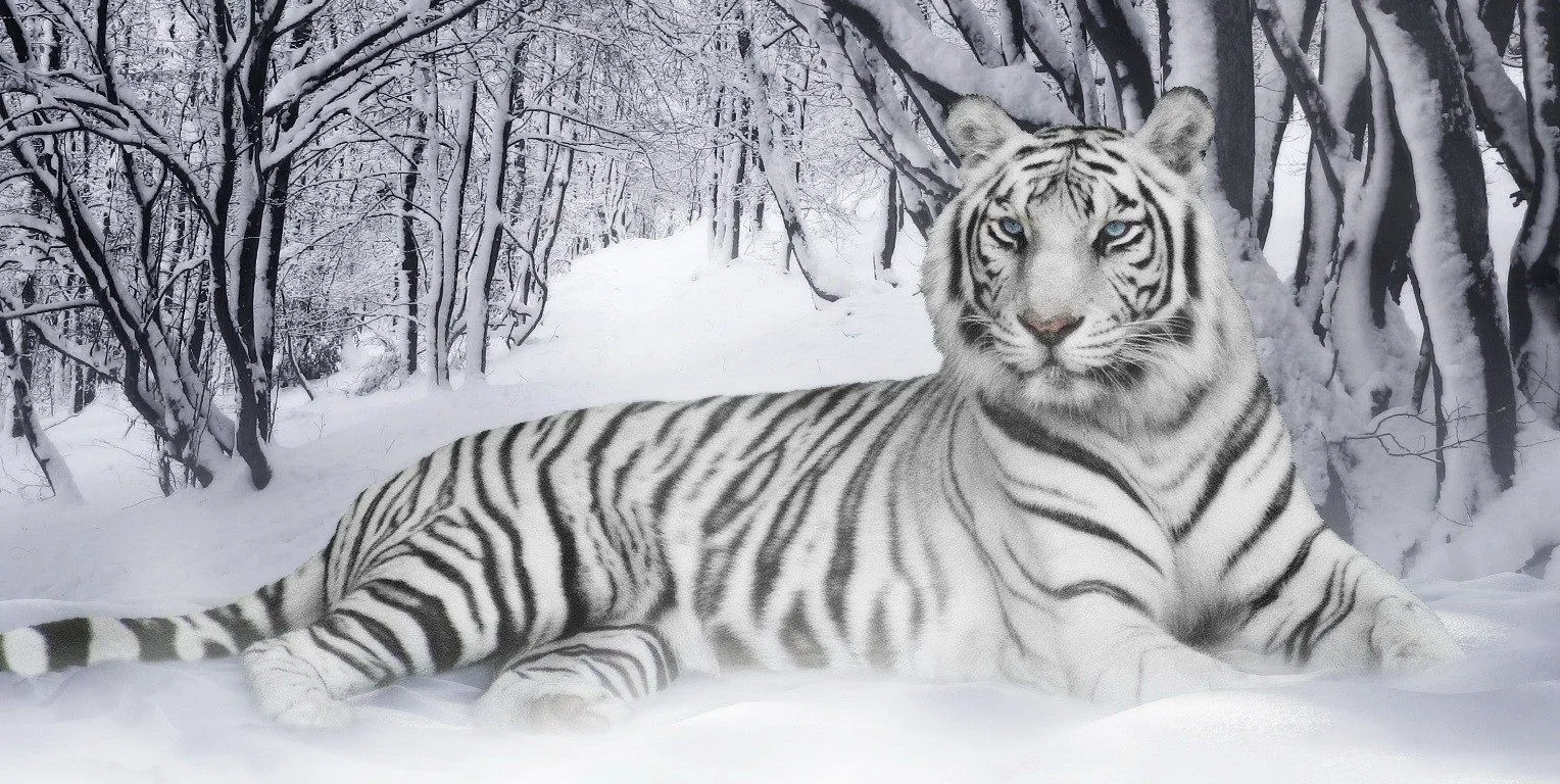 ʚĭɞ Coisas da Alma ಌ: Tigre Branco