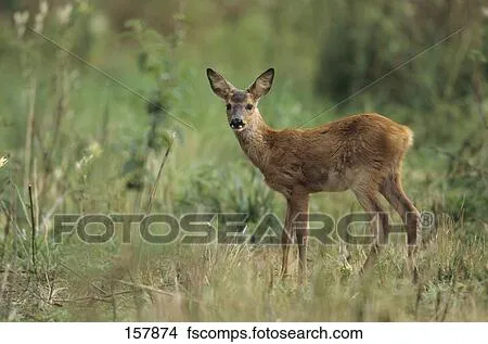 Colección de foto - hueva, venado, -, cervato, posición, en ...