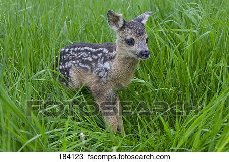 Colección de foto - hueva, venado, (Capreolus, capreolus)., recién ...