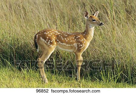 Colección de foto - venado tailed blanco, -, cachorro, posición ...