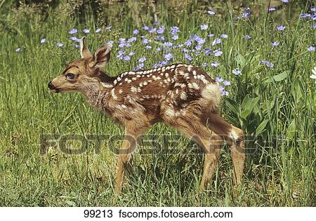 Colección de foto - venado tailed blanco, -, cachorro, posición ...
