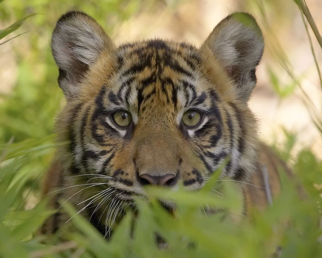 Coleccion de fotos de felinos en HD - tigres y otros.: Imagenes ...