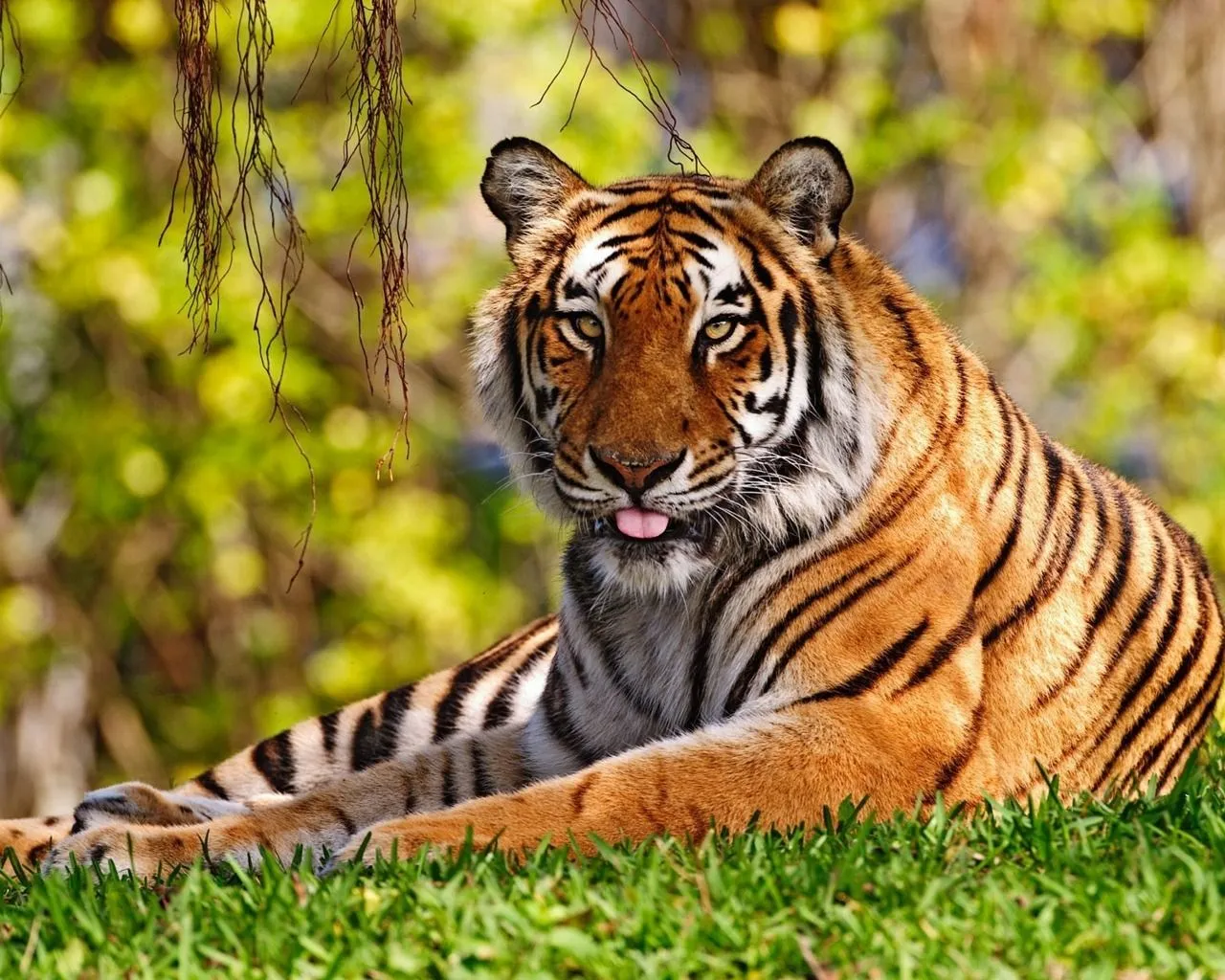 Coleccion de fotos de felinos en HD - tigres y otros. : Imagenes ...