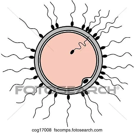 Colección de ilustraciones - fecundación cog17008 - Buscar Clip ...