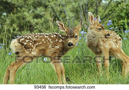Colección de imágenes - venado tailed blanco, -, dos, cachorros ...