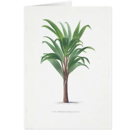 Colección de la palma - dibujo III Felicitacion de Zazzle.