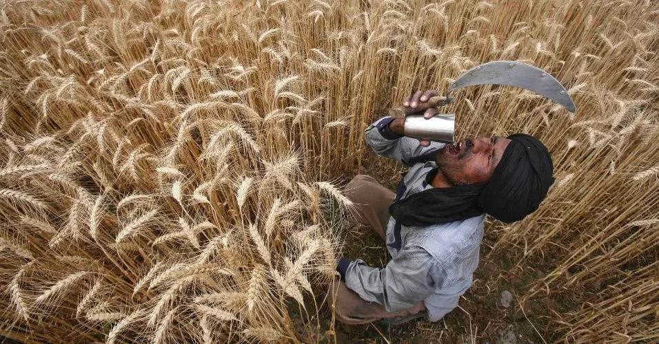  ... durante colheita de trigo em campo do vilarejo de Jhampur, na Índia