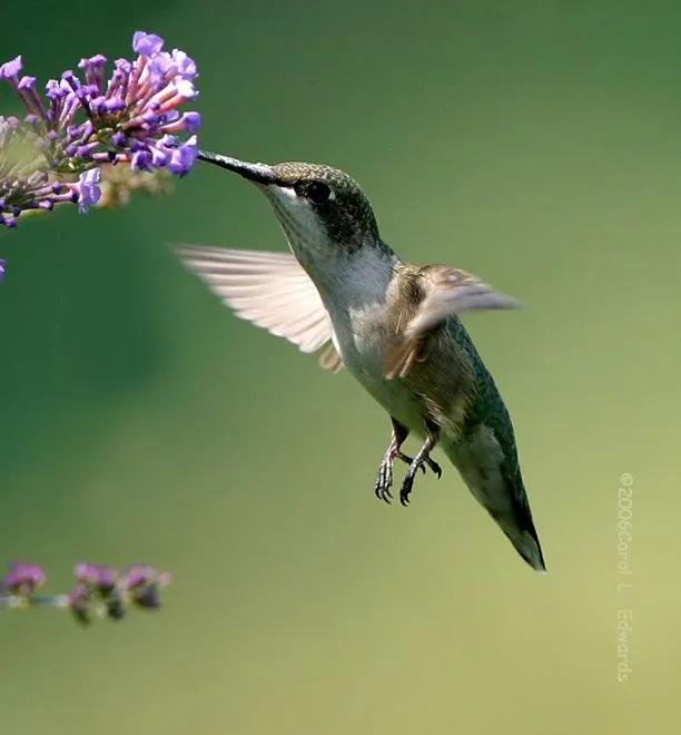 colibri.