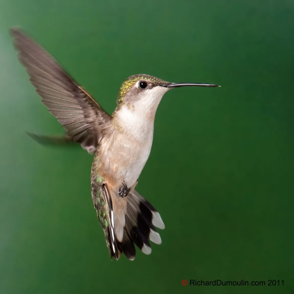 COLIBRI À GORGE RUBIS EN PHOTO(S) - RichardDumoulin.