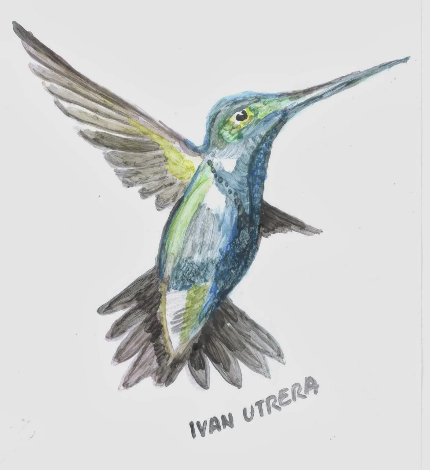 colibrí en acuarela | Dibujo a lápiz, Reciclaje, Tallado en Madera ...