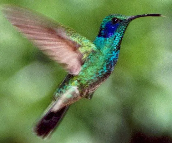 Colibri animado - Imagui