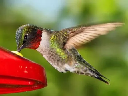 COLIBRIPEDIA | Colibríes. Enciclopedia Especializada