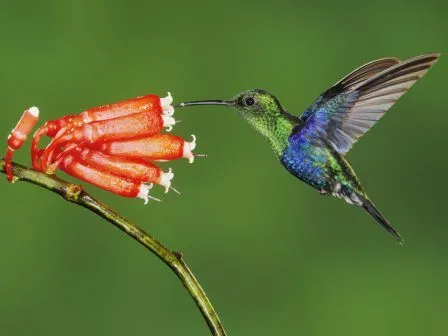 COLIBRIPEDIA | Colibríes. Enciclopedia Especializada