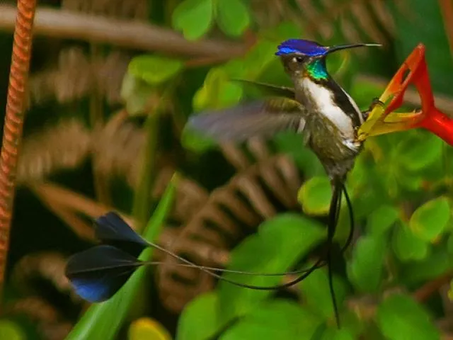 LOS COLIBRÍS: COLIBRÍ COLA DE ESPÁTULA