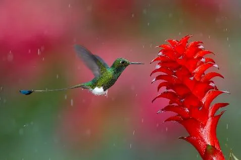 LOS COLIBRÍS: COLIBRÍ COLA DE ESPÁTULA