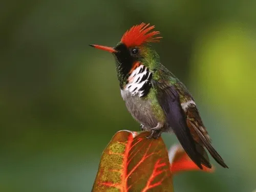 LOS COLIBRÍS: COLIBRÍ CON CRESTA