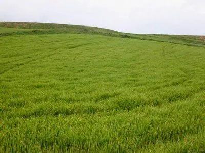 Coligação Poética: Verdes são os Campos