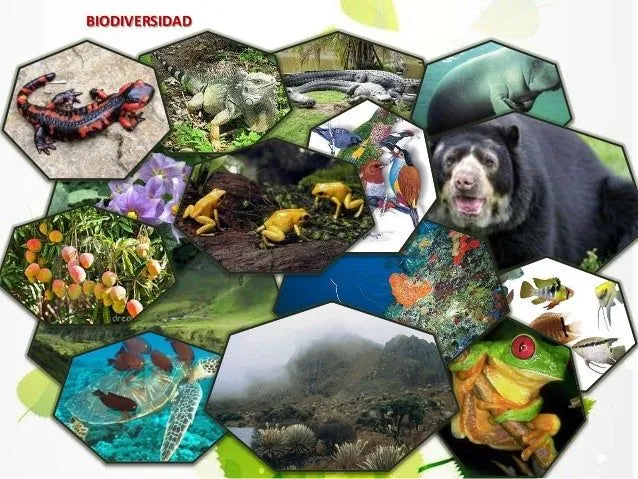 Collage Biodiversidad