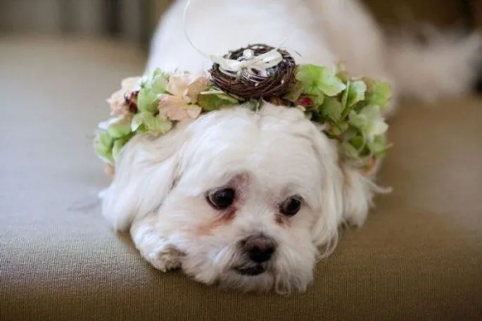 Collar de flores para el paje de honor: Tu perro