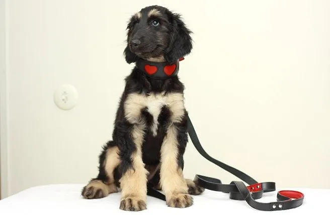 Collar para perros especial San Valentín