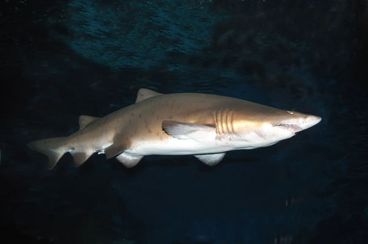 COLMILLOS Y GARRAS: TIBURÓN TORO BACOTA , TIGRE DE ARENA - EL ...