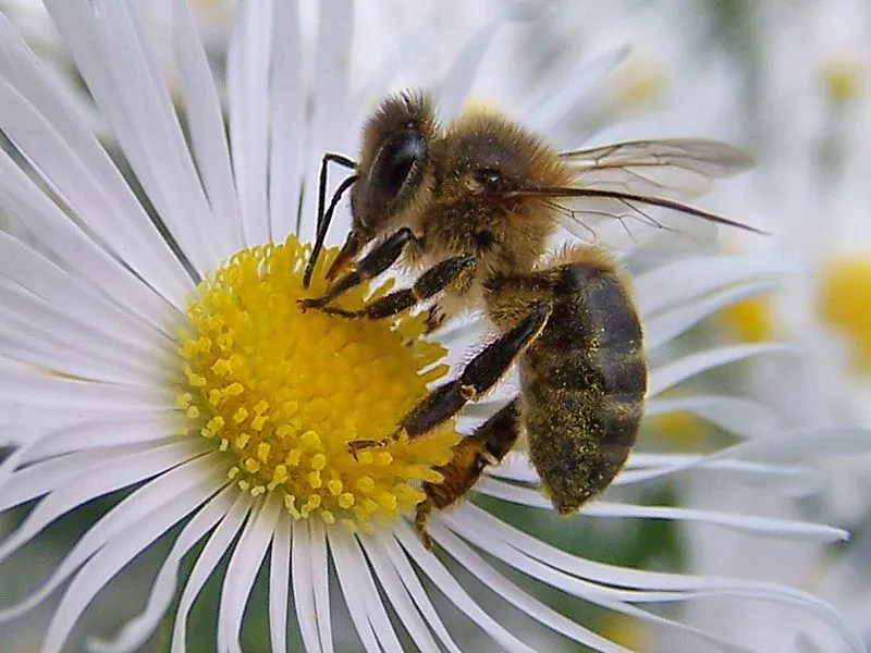 Colocan microchip en abejas para medir su índice de mortalidad « Te ...