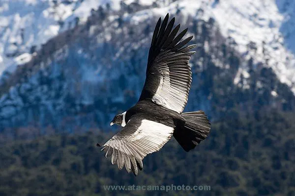 Colombia - AVES de Colombia