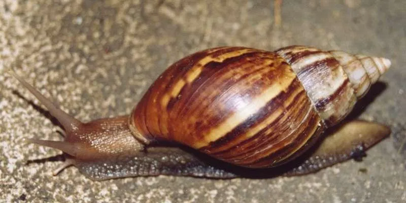 COLOMBIA Y EL CARACOL AFRICANO. | Educacion Ambiental