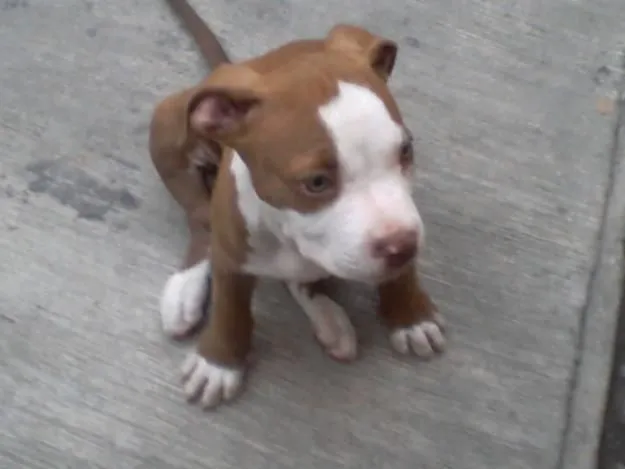 Cachorros pitbull blanco con cafe - Imagui