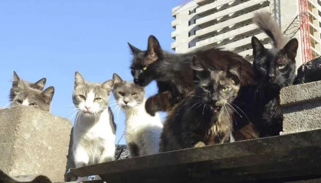 Colonia de gatos salvajes en General Paz | La Voz del Interior