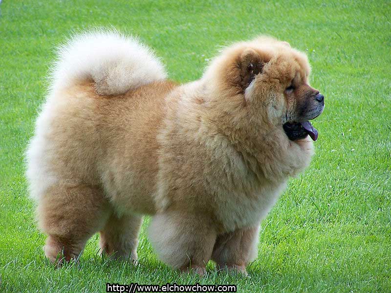 Color | ElChowChow.