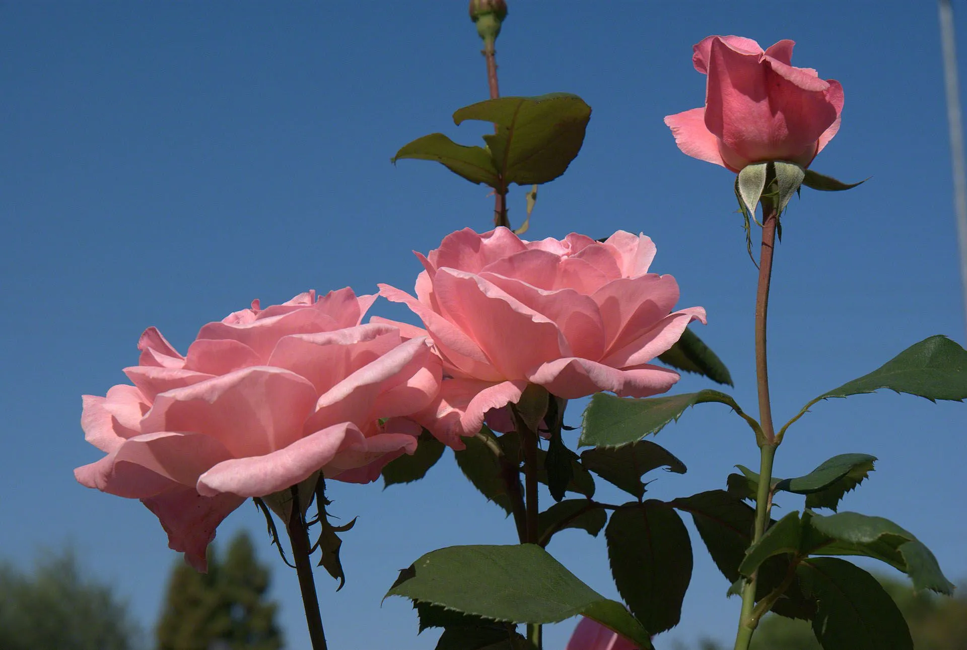 Rosas de papel pintado de color rosa con cielo de fondo ideal como ...