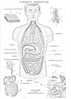 COLOREA TUS DIBUJOS: Aparatos humanos para colorear