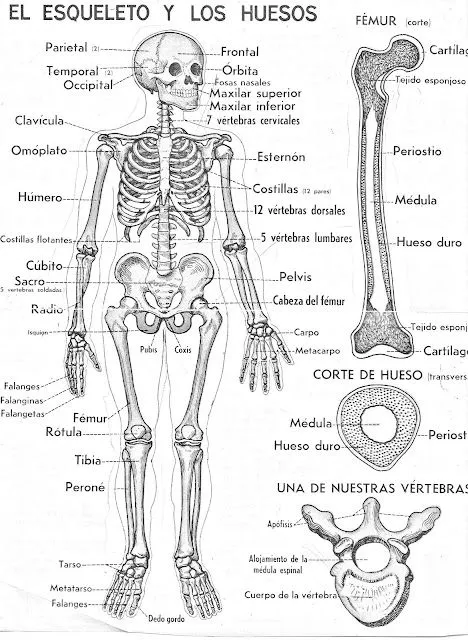 COLOREA TUS DIBUJOS: Esqueleto y huesos para colorear