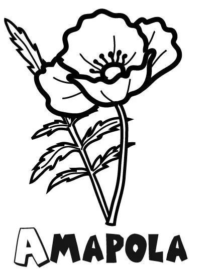 COLOREA TUS DIBUJOS: Flor Amapola para colorear