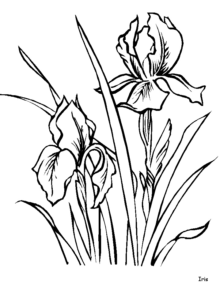 COLOREA TUS DIBUJOS: Flor Iris para colorear