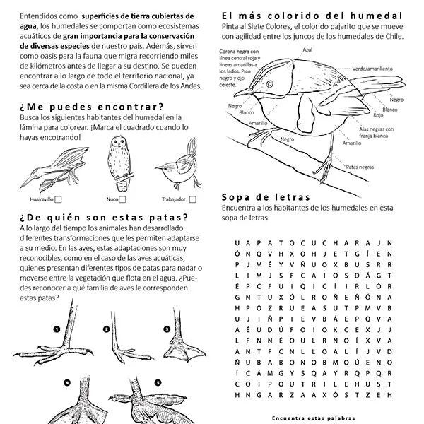 Coloreable ecosistemas de Chile – BAKO