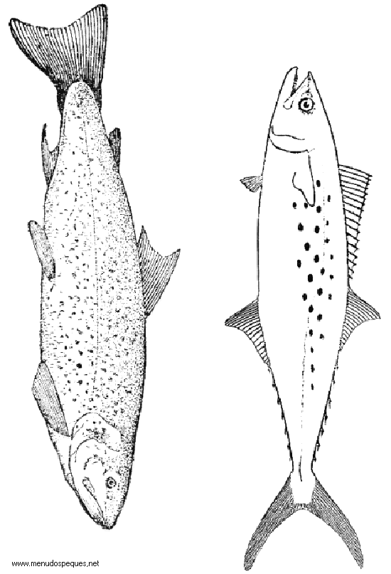 Colorear Alimentos 18 - Pescados