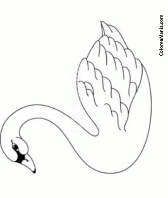 Colorear Bello Cisne (Aves), dibujo para colorear gratis