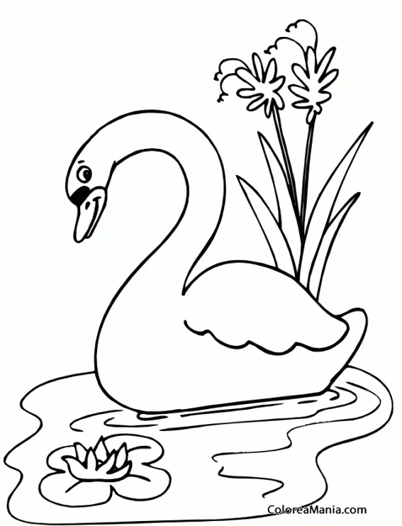 Colorear Cisne entre lirios (Aves), dibujo para colorear gratis