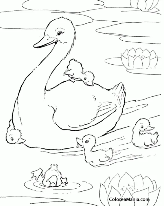 Colorear Cisne con cuatro polluelos (Aves), dibujo para colorear gratis