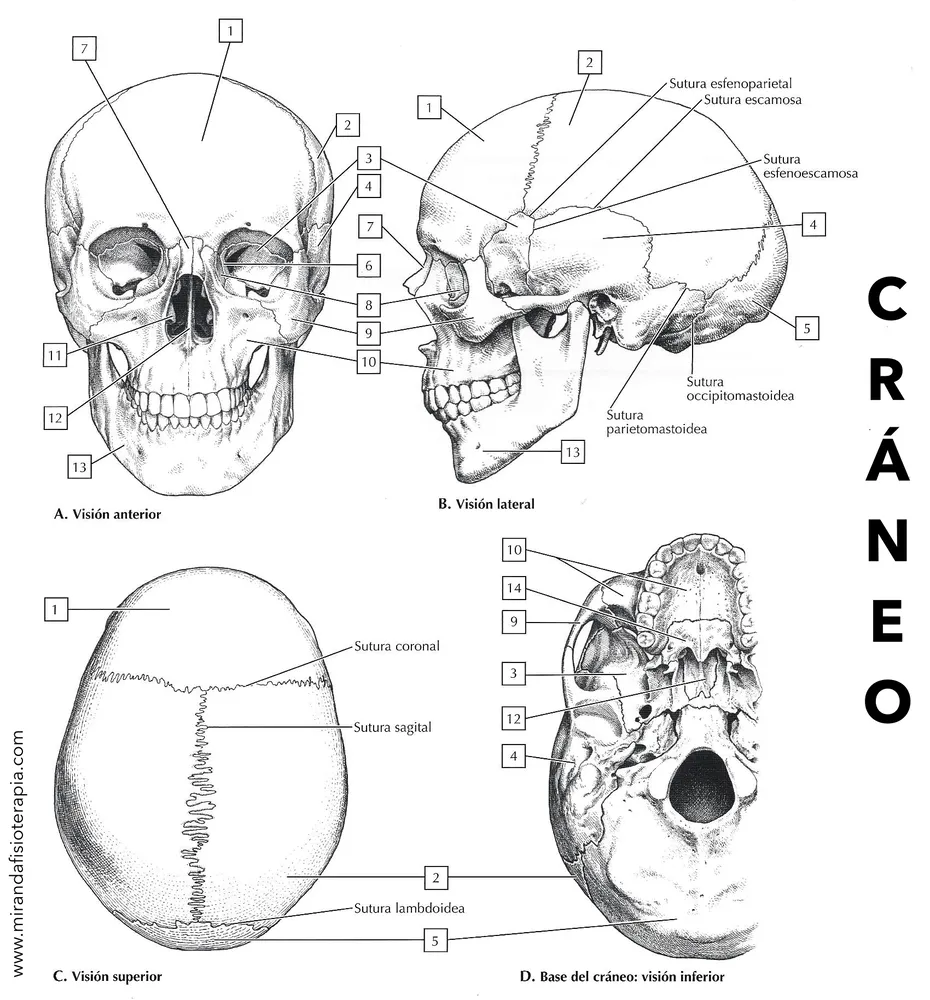 Para colorear del Cráneo | Anatomía del esqueleto humano, Anatomía,  Anatomía del esqueleto